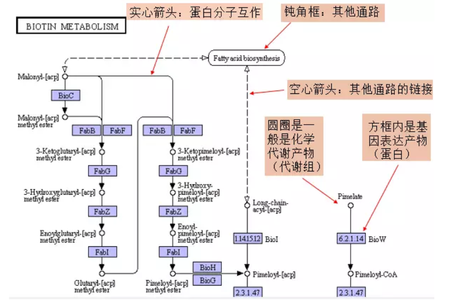 我一直建议 不要仅仅基于pathway富集分析的结果解读数据