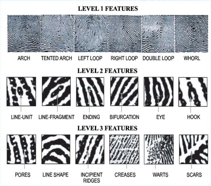 指纹的minutiae有很多种,按照标准通常定义在level 2.