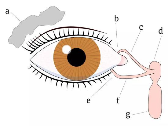 a :泪腺, b:上泪点 ,c:上泪道, d:泪囊 ,e: 下泪点 ,f : 下泪道 ,g