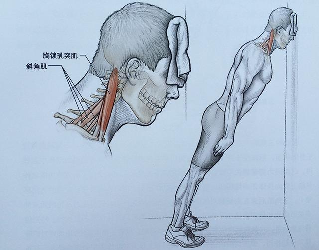 颈部后群肌肉静力靠墙动作