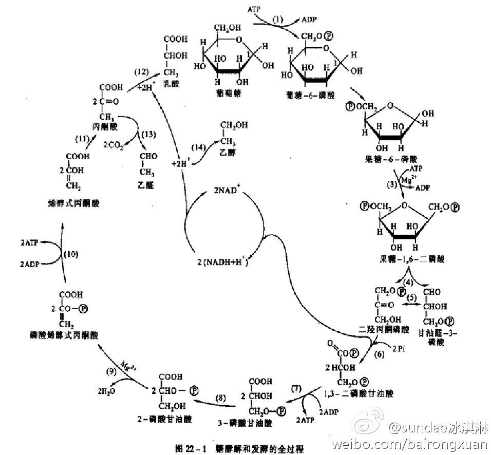 糖酵解过程图解图片