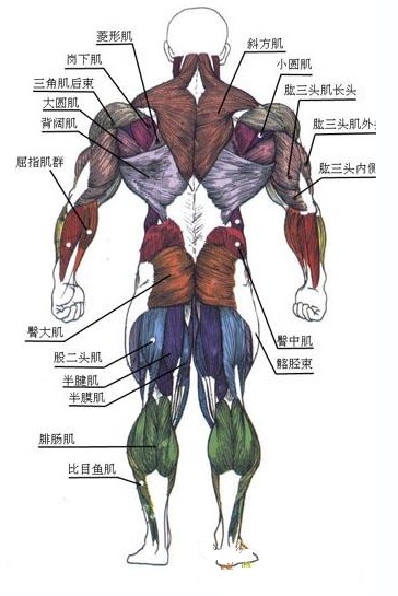 everydaysport健身筆記人體肌肉分解圖