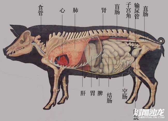 猪图解 解剖_猪的解剖图及各部名称