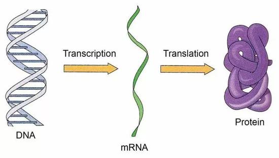 dna 以單分子的形式存在於細胞中,基因表達按照分子生物學中心法則